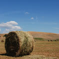 colline toscana balle di fieno